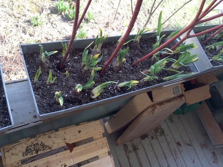 Newly planted containers.