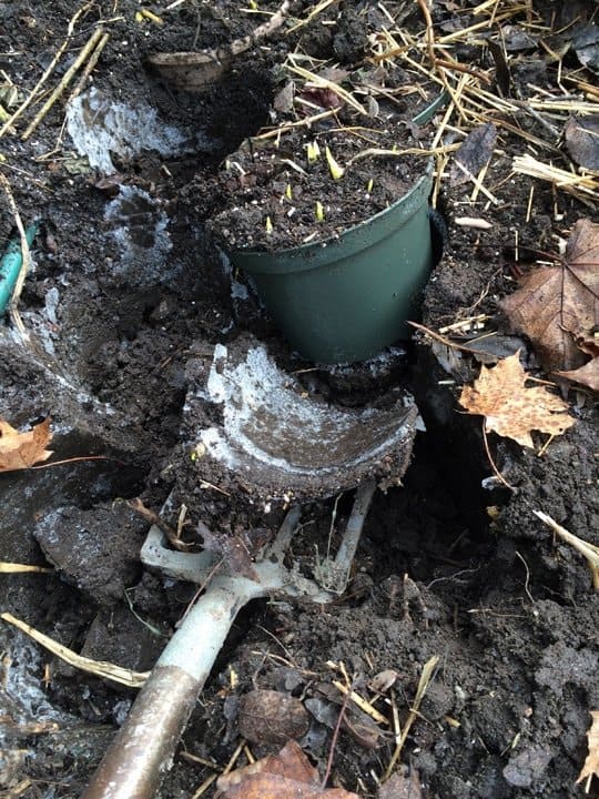 Prying pots out of the semi - frozen ground.