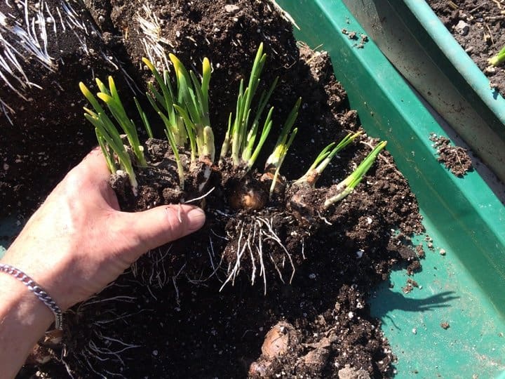 Teasing potted bulbs apart.