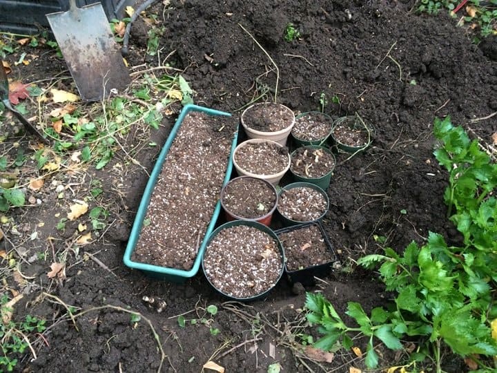 Positioning the filled pots.