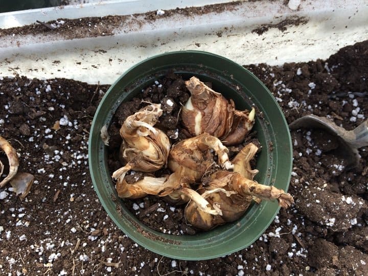 Positioning daffodils in pots.