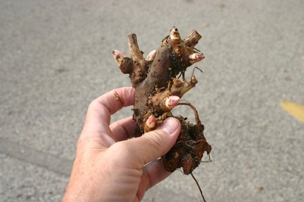 Peony root (Photos by Dugald Cameron)