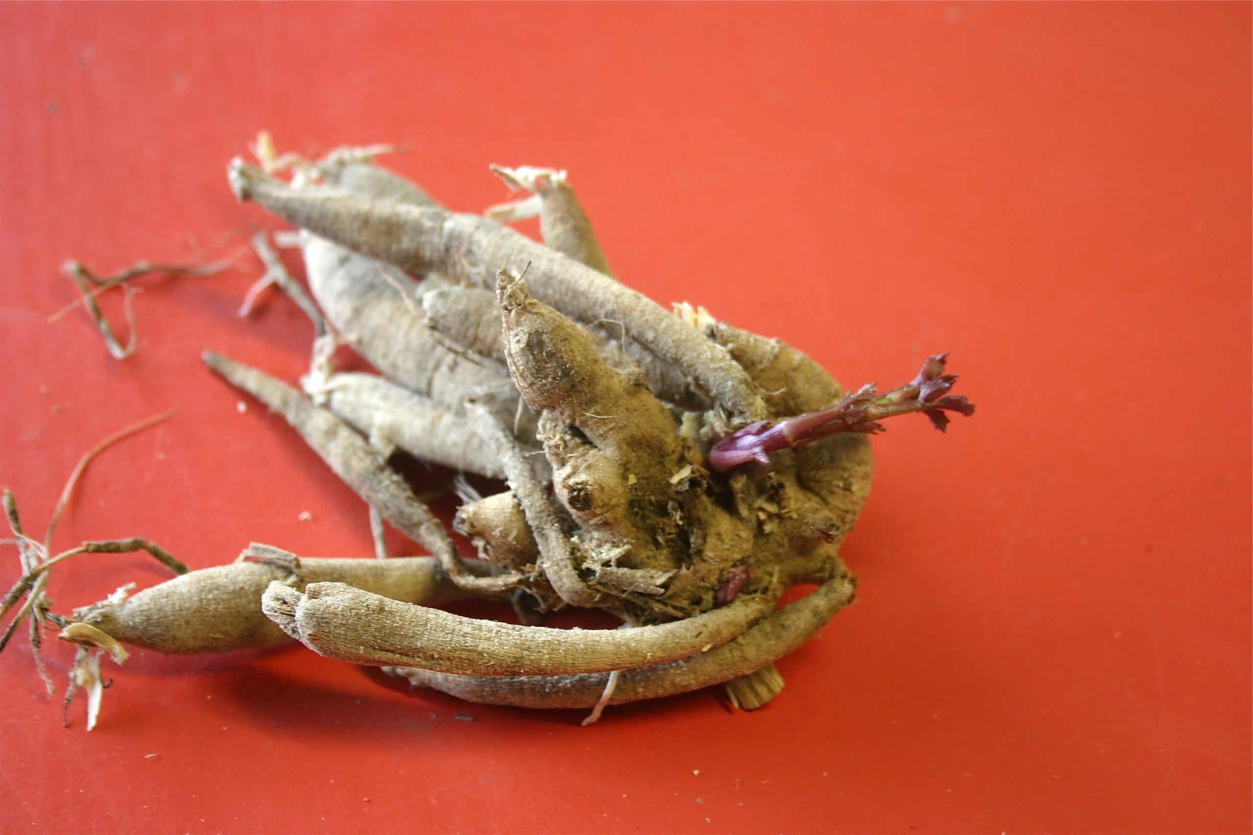 A whole Dahlia root in the spring