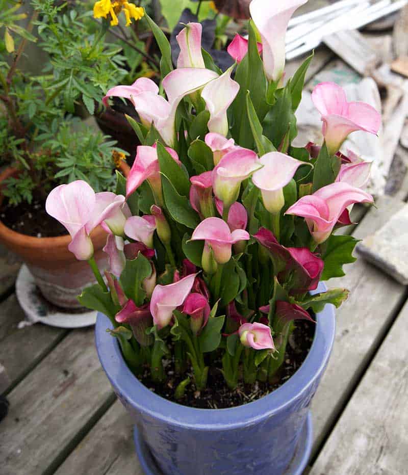 Mixed-Calla-potted