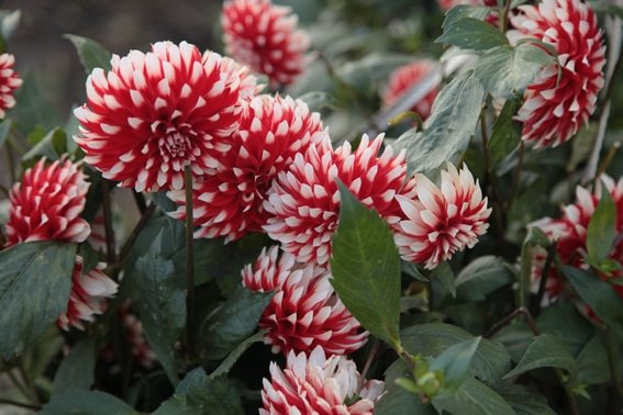 dahlias make cut flowers