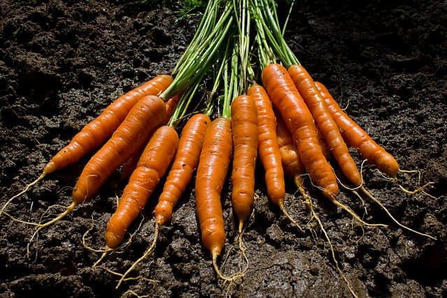 The garden delivers carrots. (Photo by woodleywonderworks [CC BY 2.0], via Wikimedia Commons)