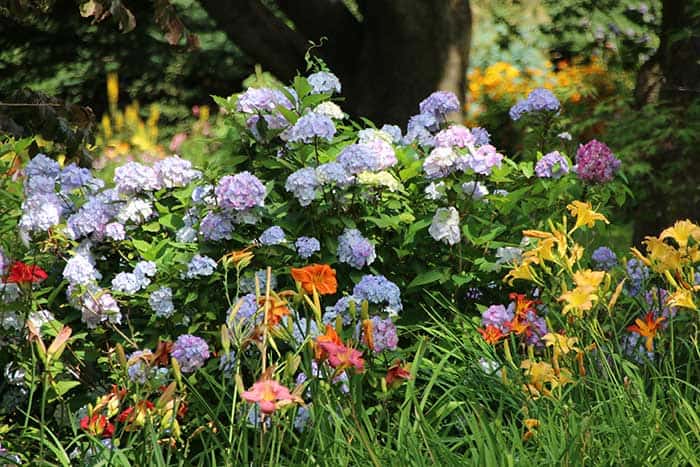 Track the blooms in your garden using the Bloom Chart.