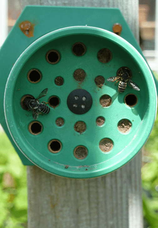 pollen bee nest