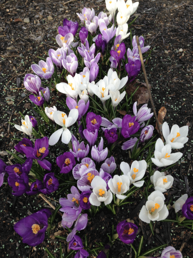 Crocus in garden in Fredericton, New Brunswick (Photo by Pierette Pheeney)