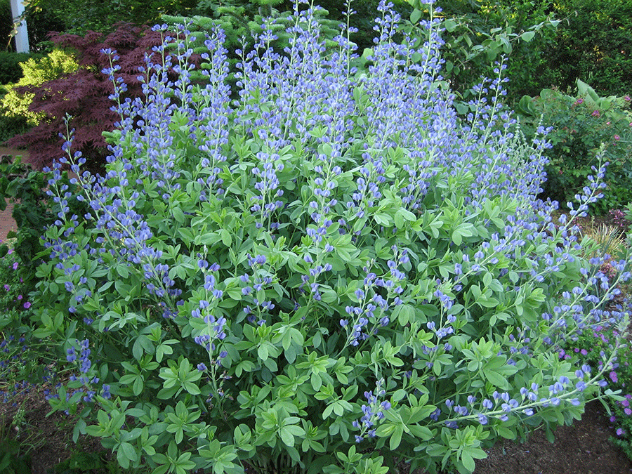 Blue false indigo (Baptisia australis) likes full sun and is drought tolerant once established. (Garden Making photos)