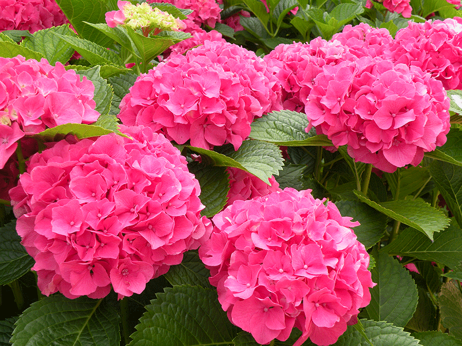 Hydrangea macrophylla `Masja’ (Photo by Joanne Young)