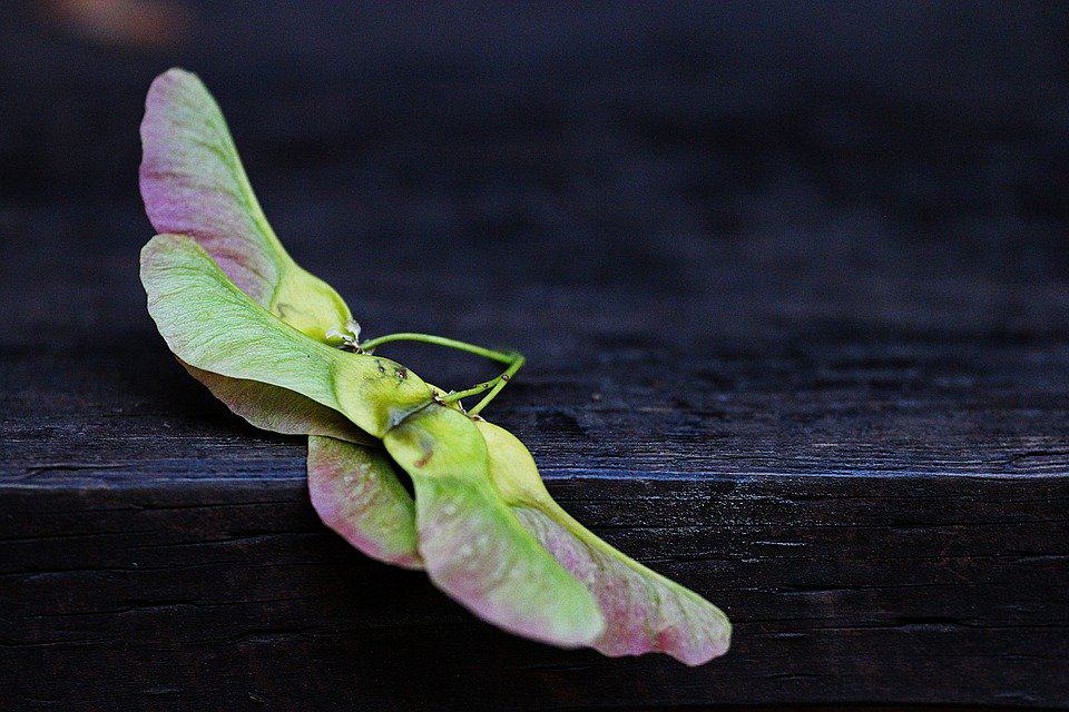 Fallen maple keys often produce saplings in unwanted places. (Photo by Pixabay)