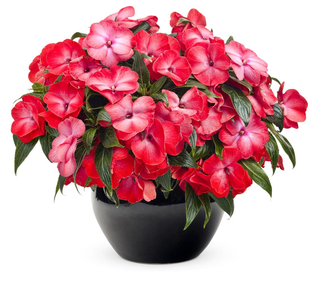 New Guinea impatiens will provide some flower colour in shady areas. (Photo by Proven Winners)