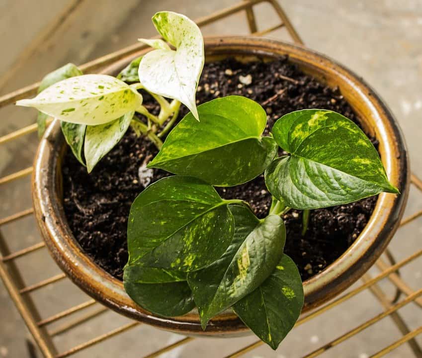 Pothos plant (Photo by Pixabay)