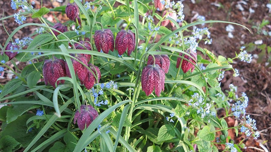 Checkered lily (Fritillaria meleagris) is a favourite of Karen Achenbach. (Garden Making photo)