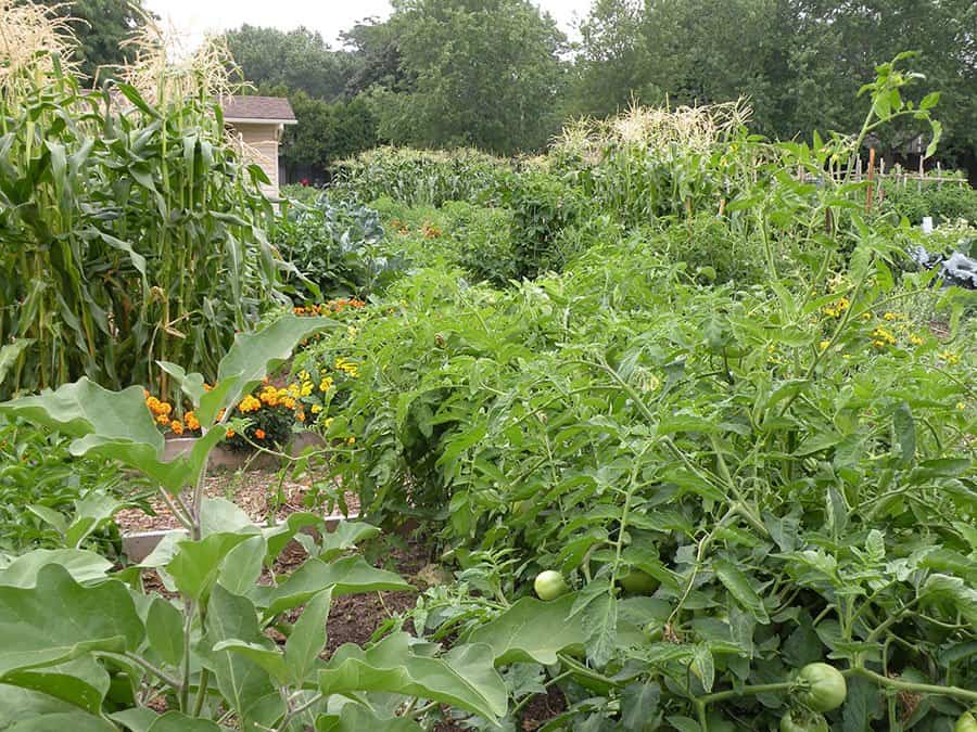 Growing a variety of edibles is one of the many joys of gardening. (Photo by Joanne Young)