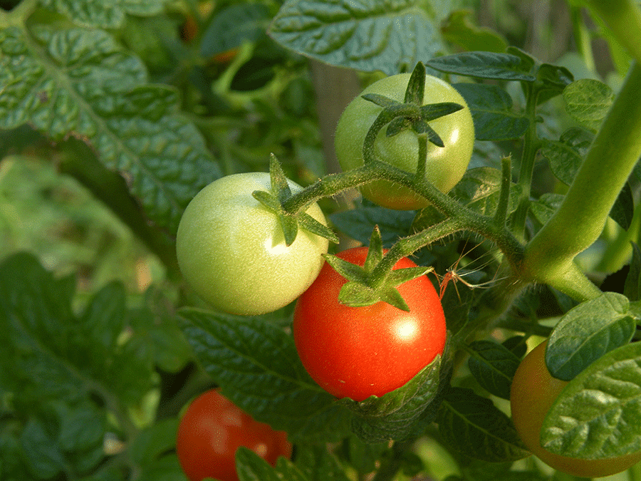 Tomatoes should be fully coloured and slightly soft when squeezed. (Photo by Joanne Young)