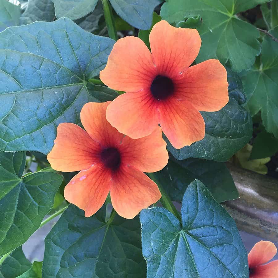 Sunny Arizona Glow thunbergia has soft-orange blooms with chocolate brown centres. (Photo by Garden Making)