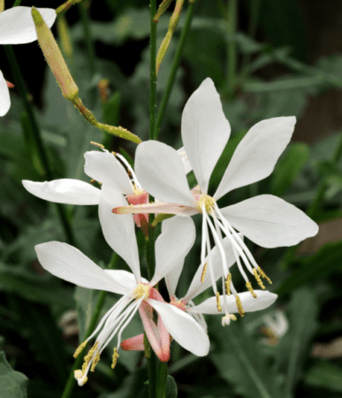 The slight pink echo in white gaura flowers comes from a faint pink blush across the petal reverse. (Photo by Ball Horticultural Company)