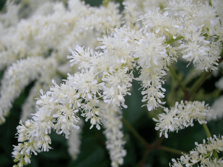 Astilbes have large, plume-shaped flowers, which can be left standing for ornamental effect through the winter. (Photo by Joanne Young)
