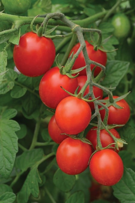 Tidy Treats, a compact indeterminate cherry tomato. (Photo by PanAmerican Seed )