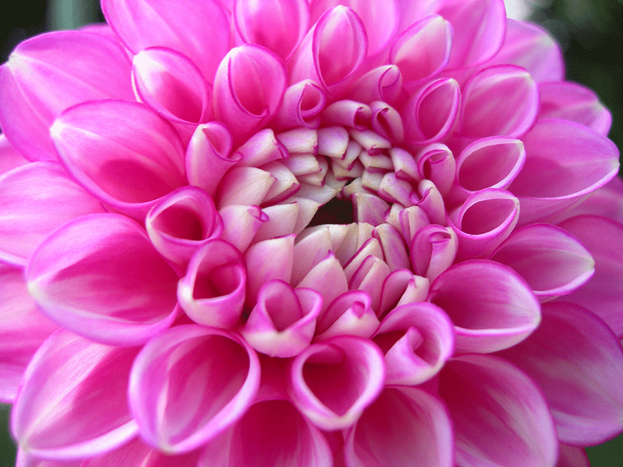 Dahlias hail from warmer parts of the globe and can’t withstand our deep-freeze winters. Make sure to properly store your dahlia tubers this winter. (Photo by Joanne Young)