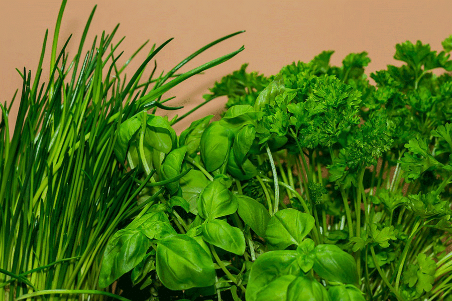 Chives, basil and parsley (Photo by Pixabay)