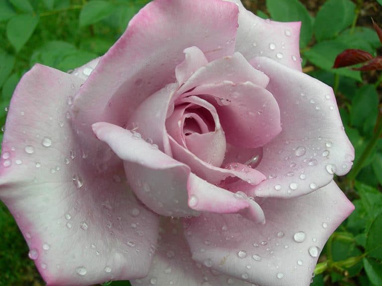 Prune roses to spur growth and encourage more blooms. (Photo by Joanne Young)