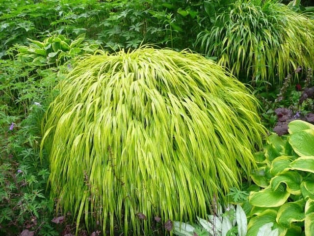 Japanese forest grass (Photo from Flickr by Megan Hanson)