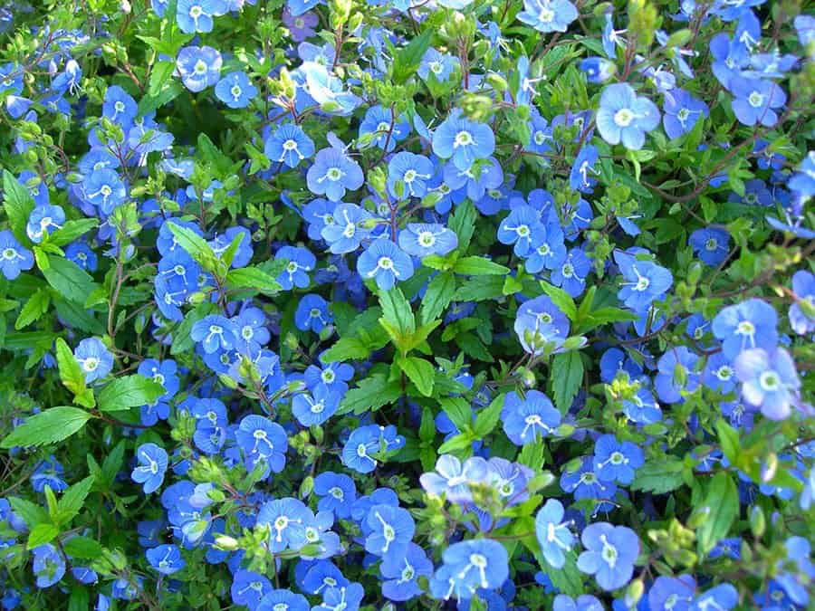 Veronica umbrosa ‘Georgia Blue’ (Photo by Joanne Young)