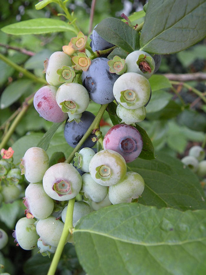 Wait to harvest blueberries until the berries have turned from green to reddish purple to deep blue, and then wait an extra two days for the sweetness to develop. (Photo by Joanne Young)