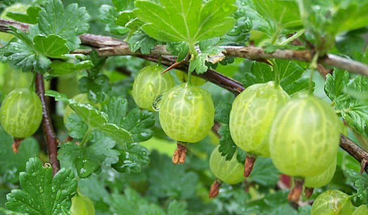 Gooseberries