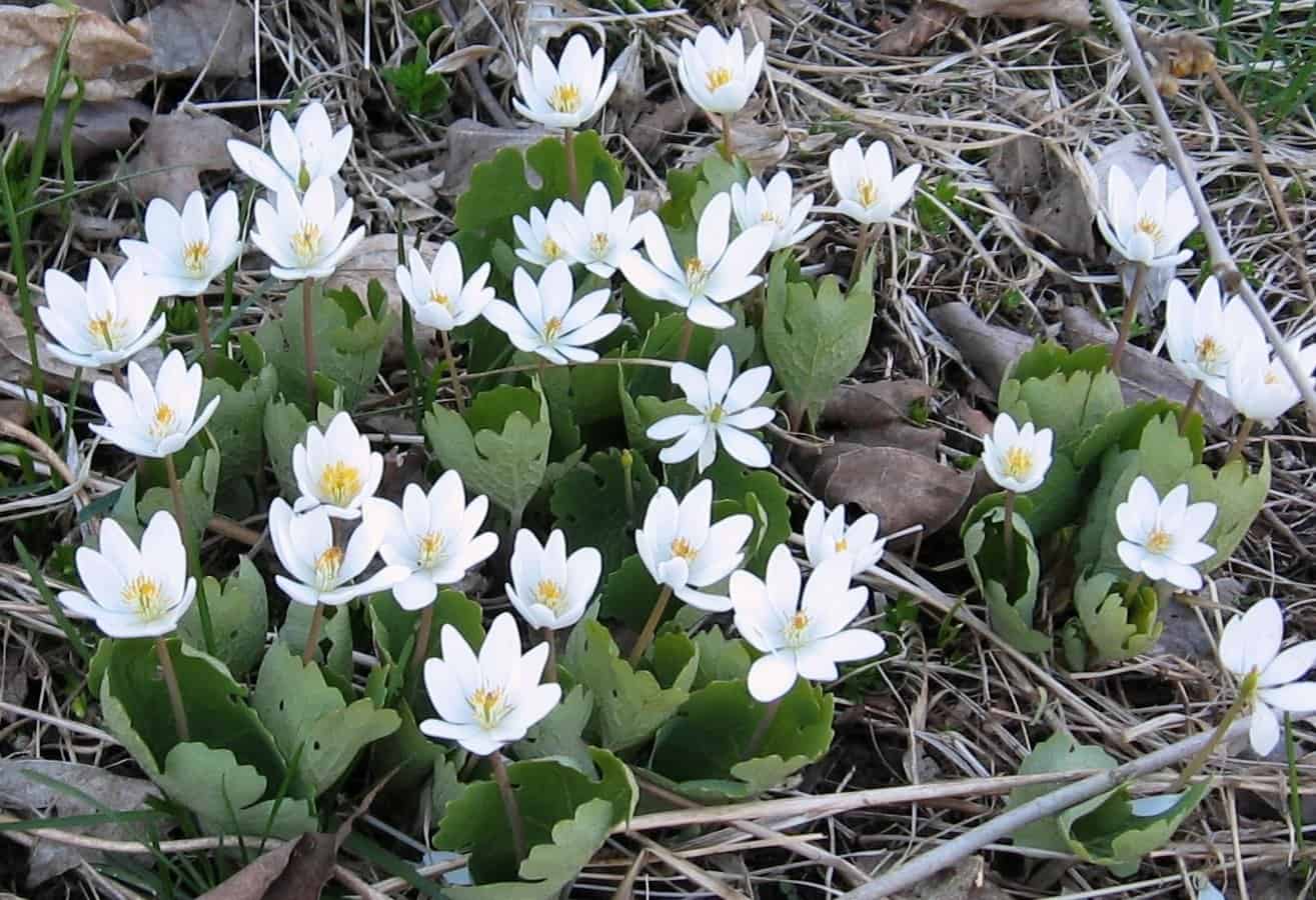 sanguinaria photo by Stpehen Westcott-Gratton 22 Apr 2017