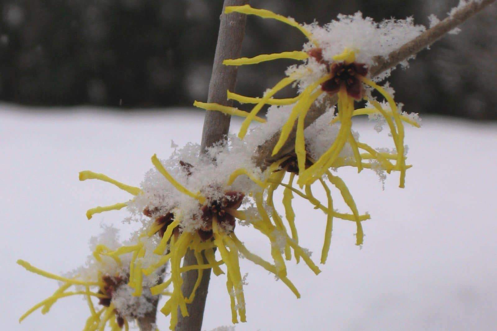 witchhazel