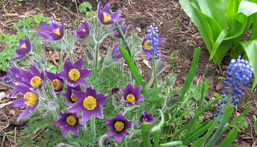 The prairie crocus (or “pasqueflower”) often bursts into bloom before the last traces of winter snow have melted. It bears sumptuous cup-shaped lavender-purple flowers held above finely dissected fern-like leaves