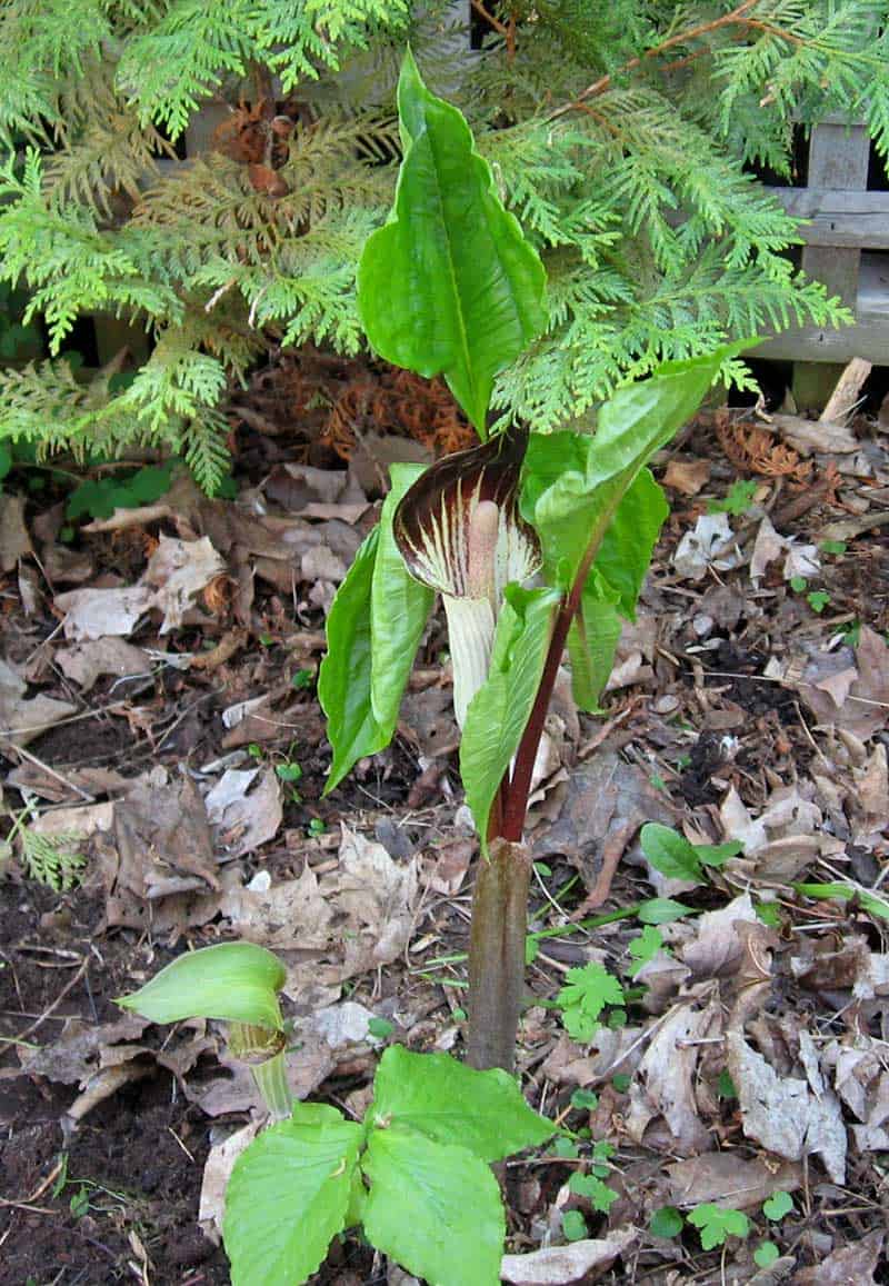 Jack-in-the-pulpit-arisaema-Stephen-Westcott-Gratton