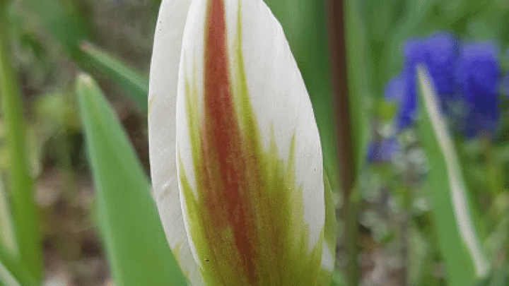 CBC Gardening diaries from across the country: Claudette Sims in Hamilton is eagerly awaiting full bloom. Link to CBC. (Photo by Claudette Sims)