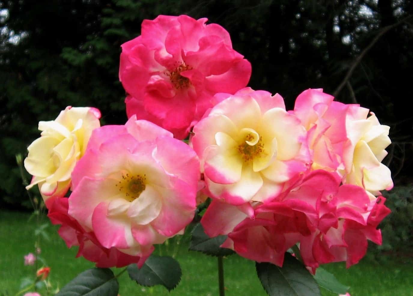 Campfire roses bearclusters of flowers with 20 petals that open yellow and develop pink edges that gradually spread and turn rose-red before they drop. (Photos by Stephen Westcott-Gratton)