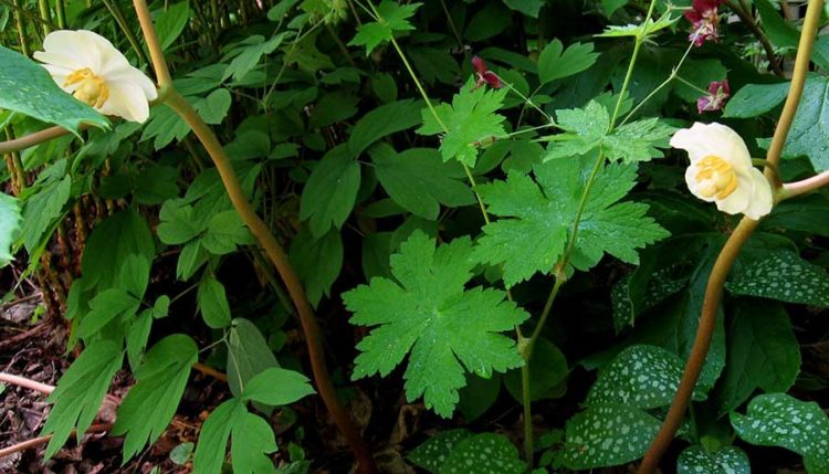 The native mayapple (Podophyllum peltatum is the last spring ephemeral to bloom, but sometimes lasts all summer. (Photo by Stephen Westcott-Gratton)