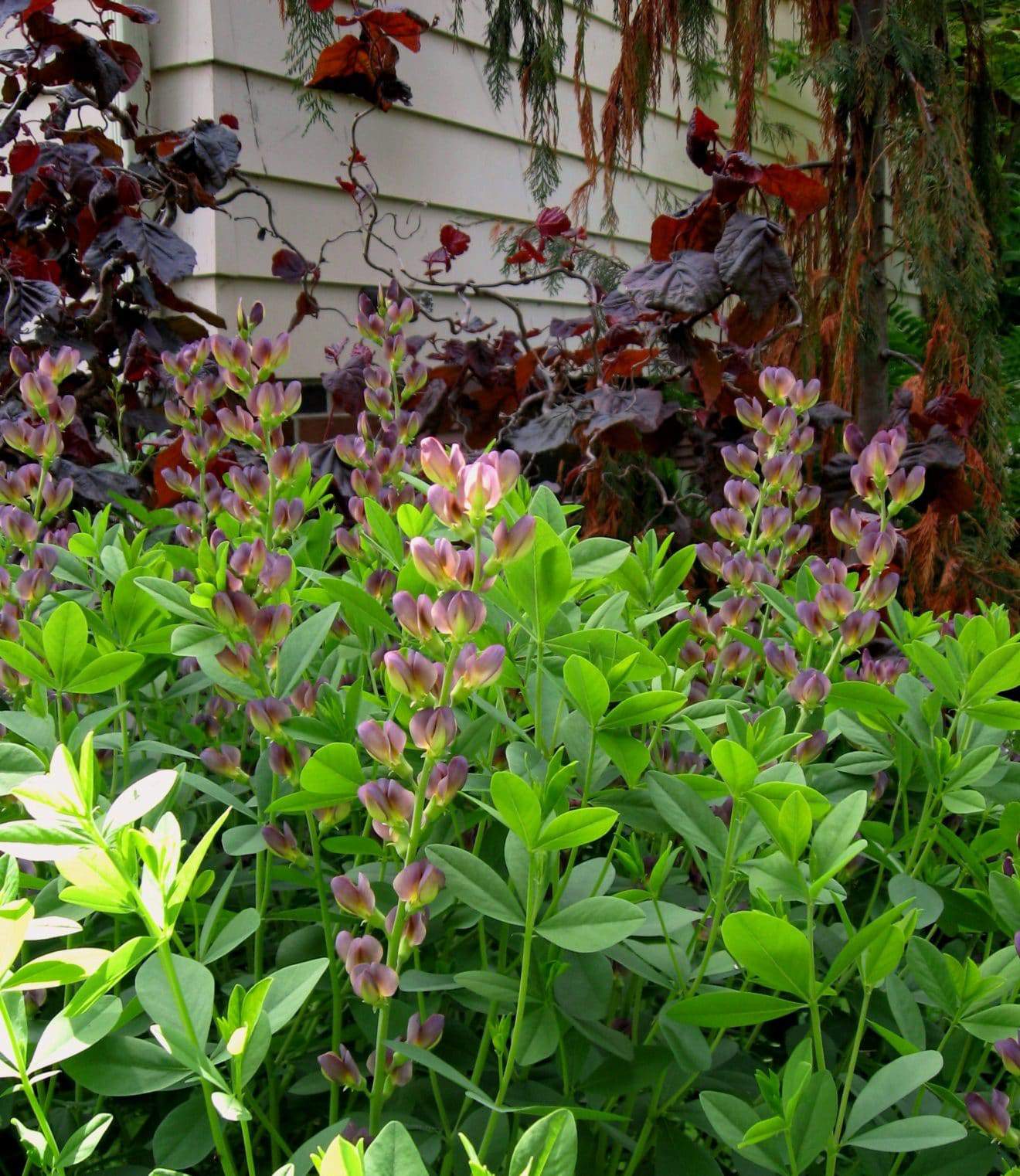 ‘Twilite’ baptisia with dusty purple flowers paired with a purple-leaved corkscrew hazel. (Photos by Stephen Westcott-Gratton)