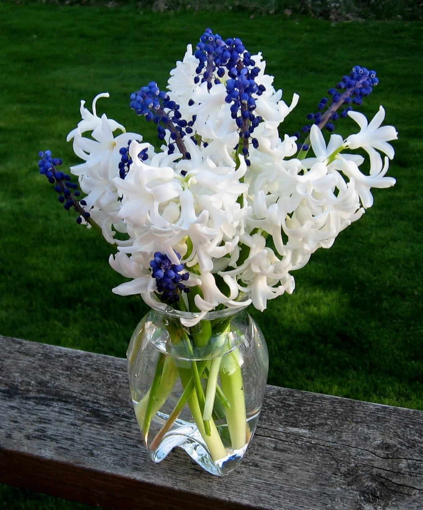 White hyacinths with grape hyacinths