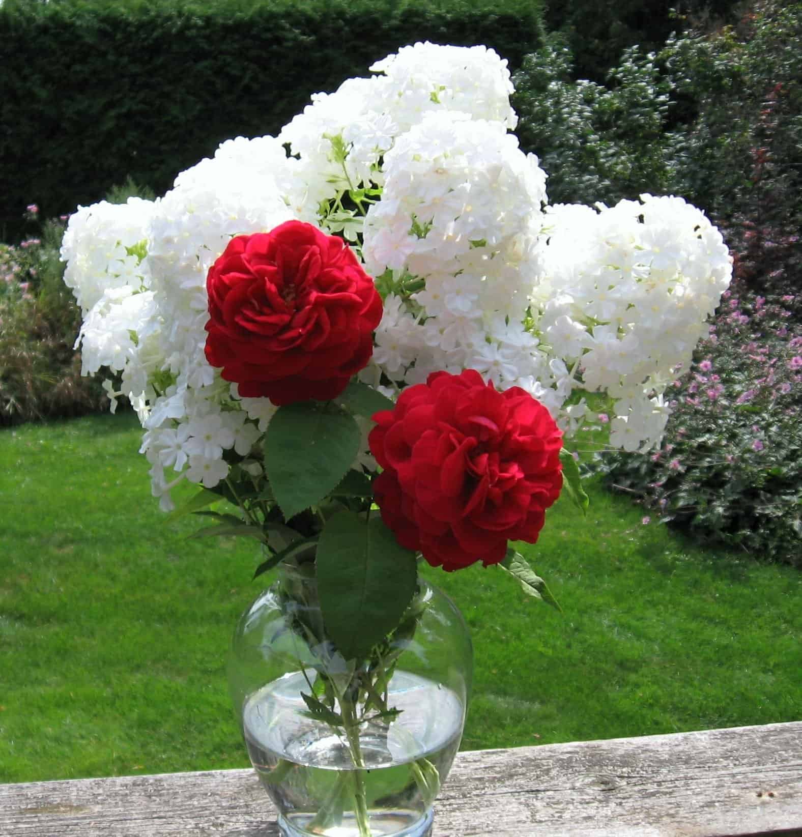 'David' garden phlox with L.D. Braithwaite ('AUScrim') David Austen rose. (Photos by Stephen Westcott-Gratton)