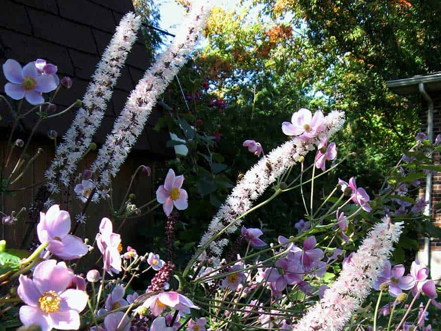 Cimiifuga and Japanese anemone in garden in Beaverton, Ontario. (Photo by Stephen Westcott-Gratton)