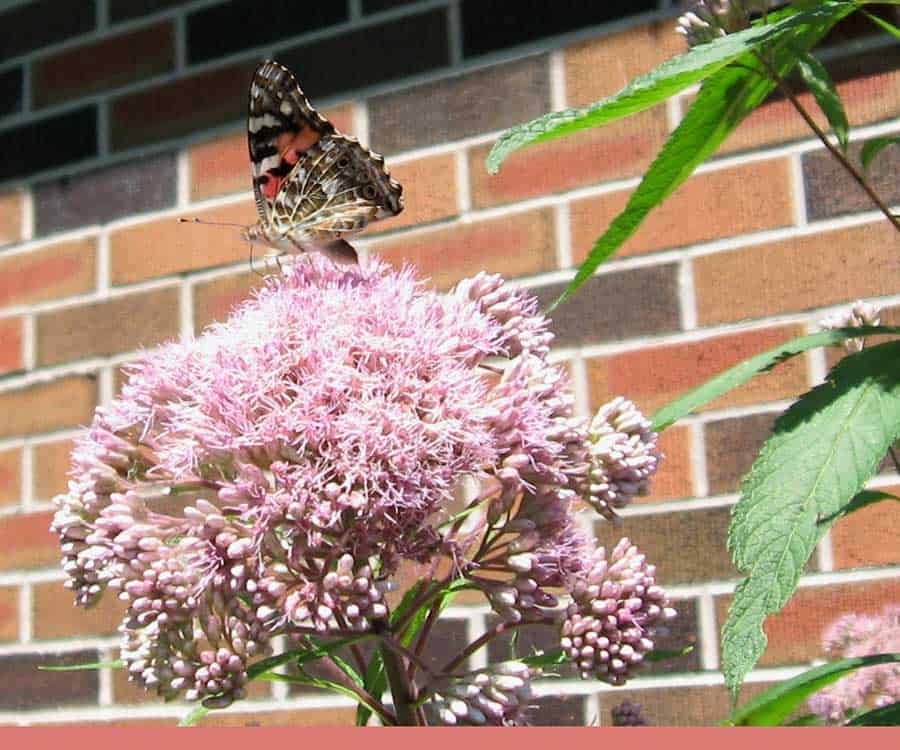 Joe Pye w painted lady butterfly (Vanessa cardui) in Beaverton, Ontario, August 2017. (Photos by Stephen Westcott-Gratton).