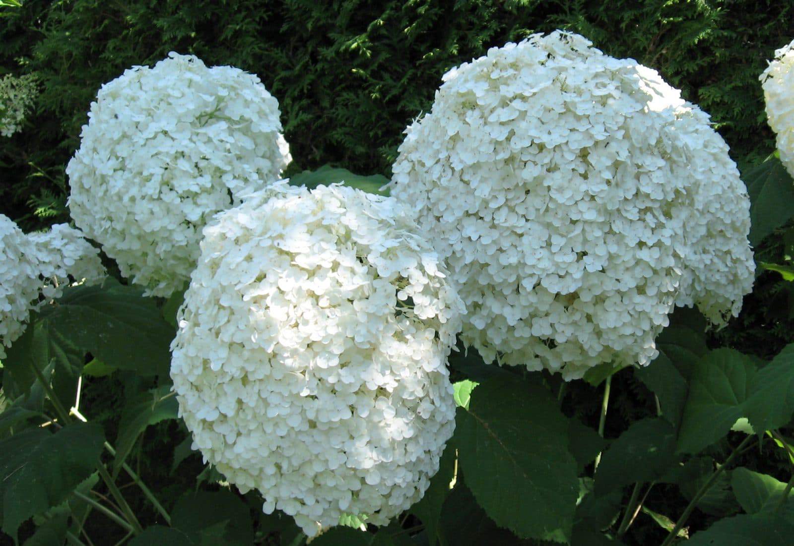 Hydrangea Incrediball (Photos by Stephen Westcott-Gratton)