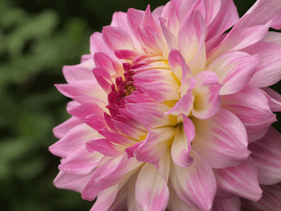 dahlia-readerphoto