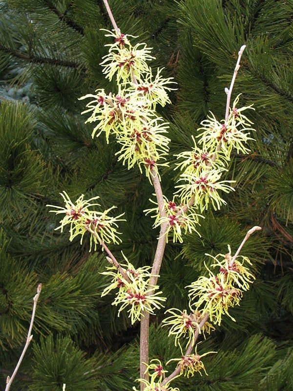 Hamamelis mollis ‘Pallida’ witchhazel blooms in spring. (Photo by Vineland Nurseries)