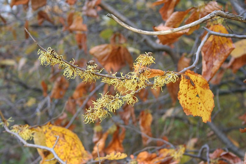 Hamamelis virginiana witchhazel is cold hardy for an Edmonton garden. (Photo by Vineland Nurseries