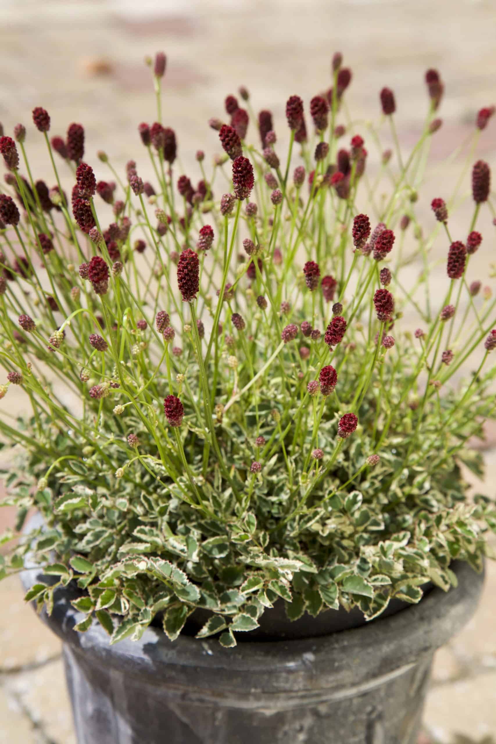 Sanguisorba ‘Little Angel’. (Photo by Marco van Noort)