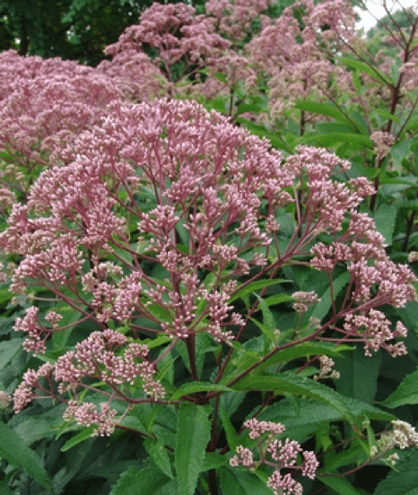 Joe Pye Weed's dusty purple domes. (Photo North Creek Nurseries)